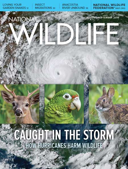 NationalWildlife-AugustSeptember2018-Cover-450x591